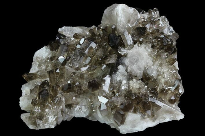 Smoky Quartz Crystal Cluster - Brazil #124586
